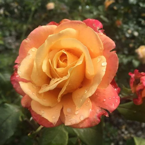 Bush Roses — Van Winden's